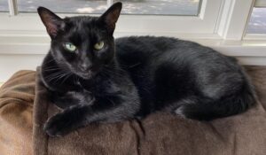 A black cat lies on a brown cloth in front of a window.