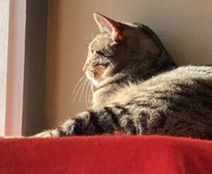 Photo shows a tabby cat looking out a window while lying on a red blanket.
